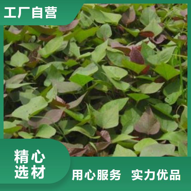 紫薯苗羽衣甘蓝粉质量安心准时交付