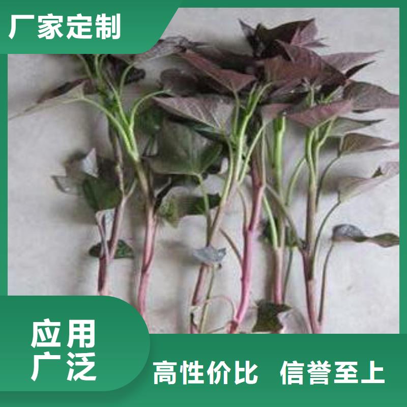 紫薯苗羽衣甘蓝粉匠心工艺本地生产商