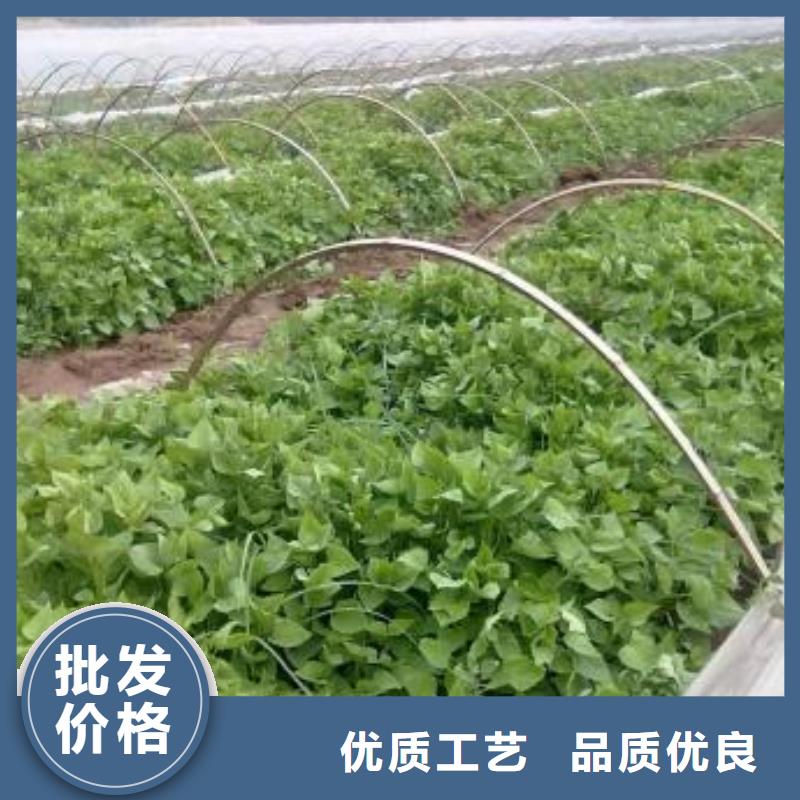 【紫薯苗-南瓜粉多种规格库存充足】工厂自营