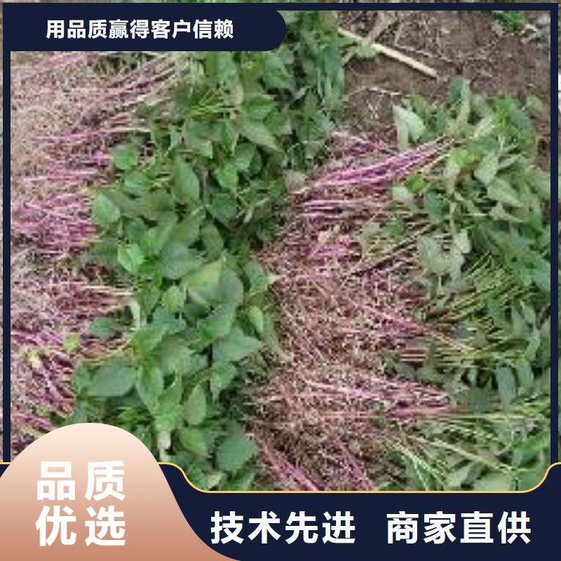 紫薯苗_胡萝卜粉定金锁价欢迎来厂考察
