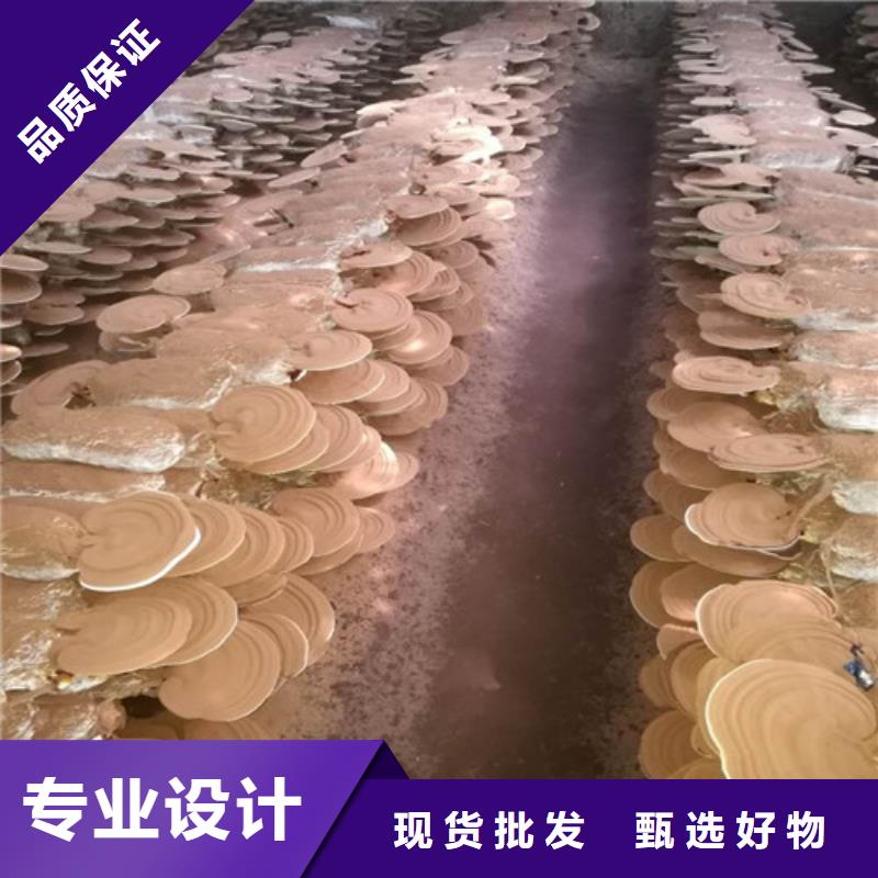 
灵芝超细粉-踏踏实实做产品本地厂家