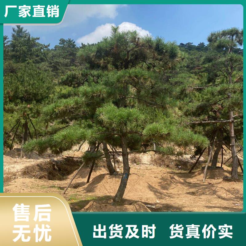 造型松_造型松基地敢与同行比服务懂您所需