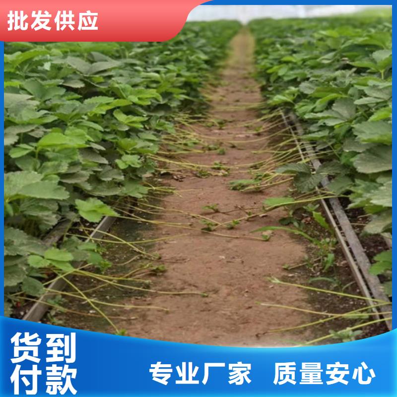 草莓苗【苹果树苗】多年行业经验工厂直销