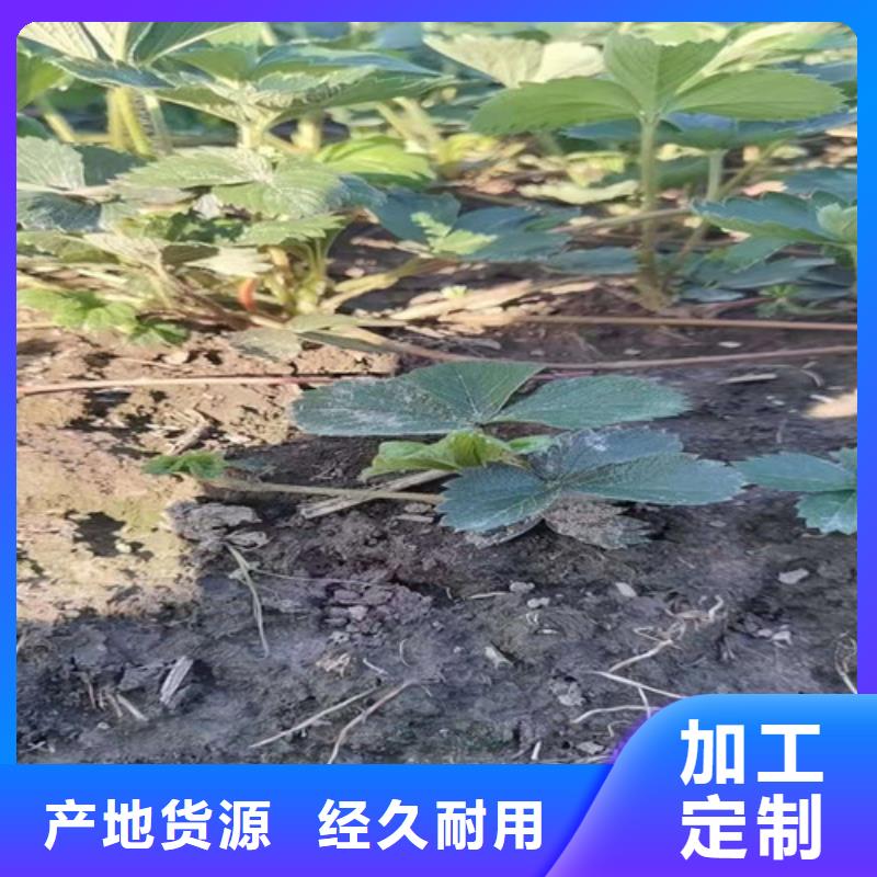 草莓苗【苹果苗】让客户买的放心定金锁价