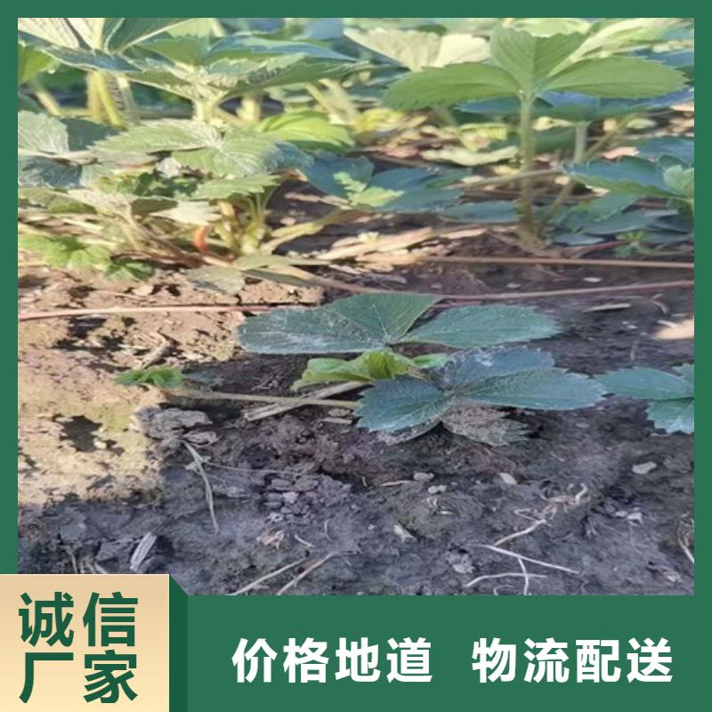 草莓苗-薄壳板栗苗严格把控每一处细节同城服务商