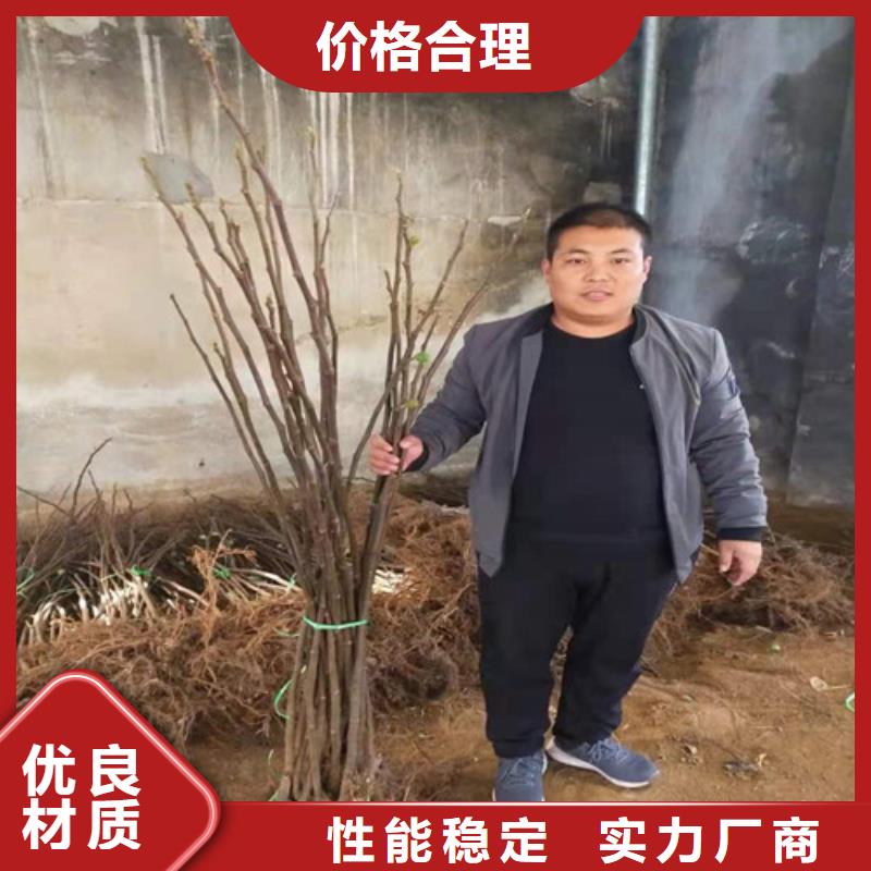 无花果樱桃树苗海量货源敢与同行比质量