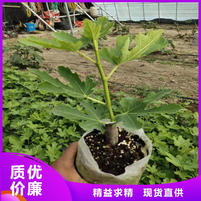 无花果_无花果苗支持大小批量采购让客户买的放心