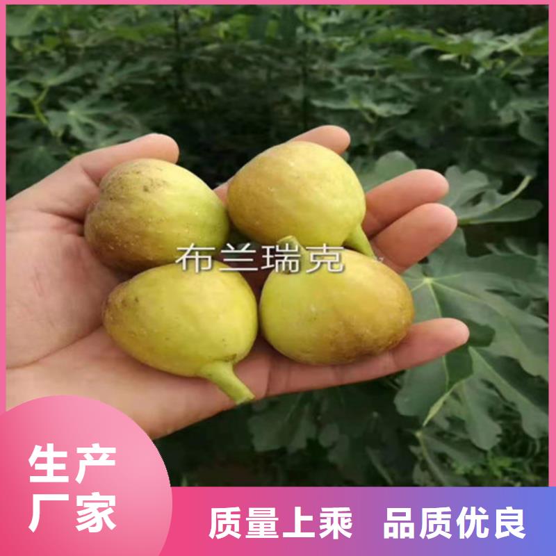 无花果核桃苗厂家直销大量现货质优价廉