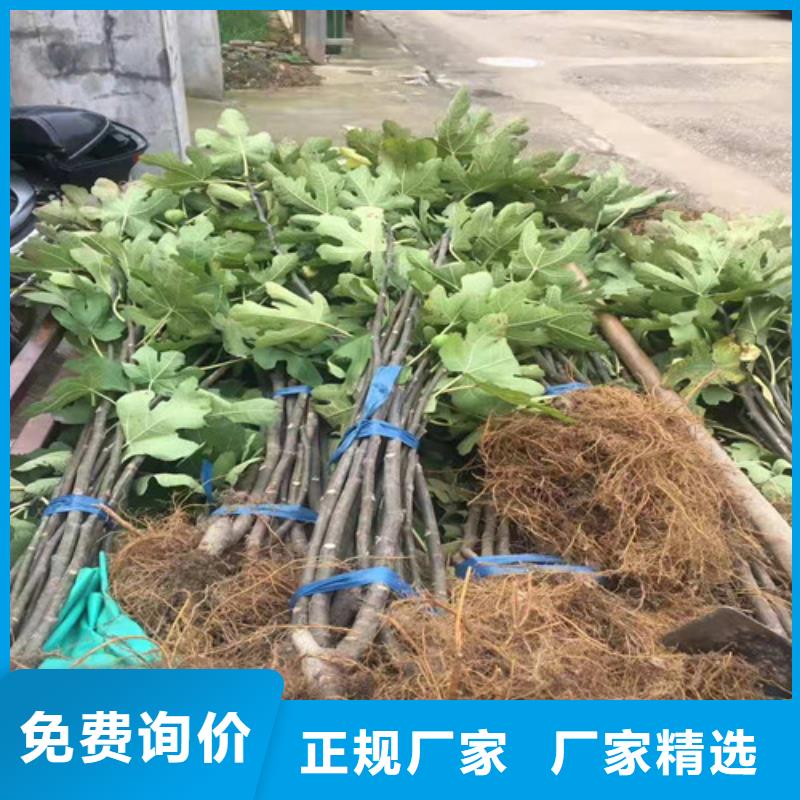 无花果-苹果苗品质信得过多年经验值得信赖