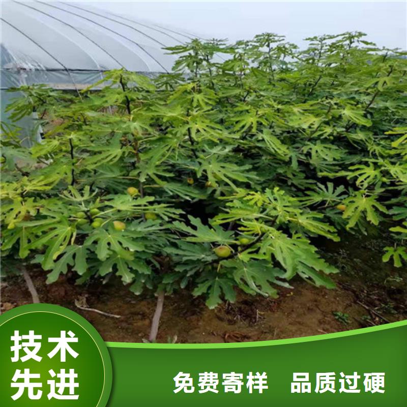 无花果烟福8苹果苗信誉至上按需定制