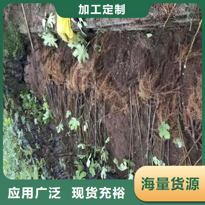 【无花果】大棚草莓苗专业生产设备当地品牌