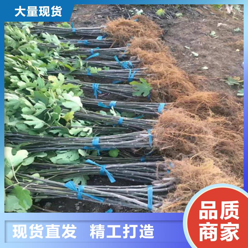 无花果,嘎啦苹果苗源头厂家供应厂家案例