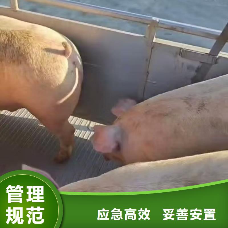 宿迁市到仔猪运输快速您想要的我们都有