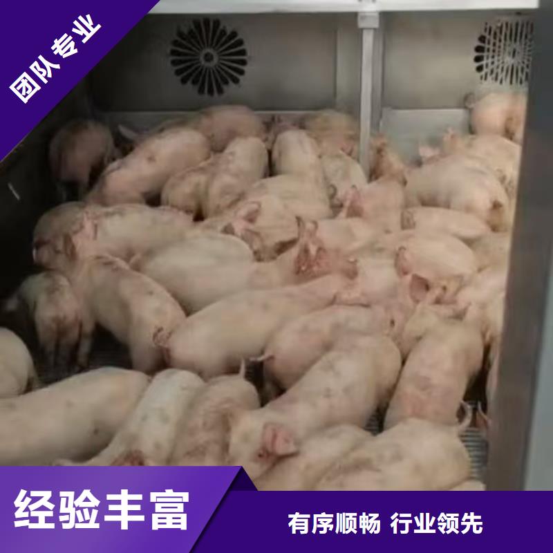 宿迁市到种猪运输团队专业分类和特点