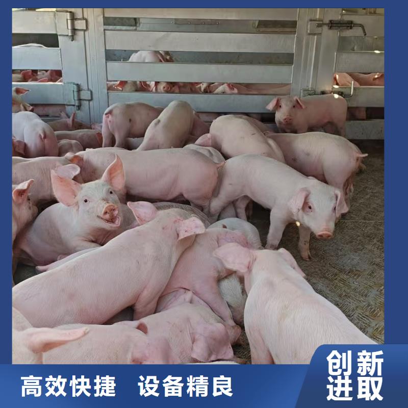 宿迁市沭阳到仔猪恒温车运输妥善安置拒绝差价