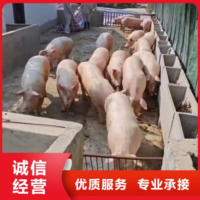 宿迁市沭阳到杭州畜禽物流-空调车优质服务