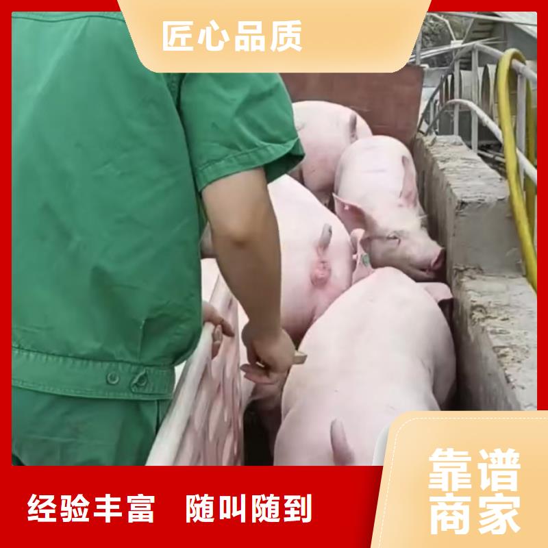 泗阳到中山活禽物流-空调车服务热情