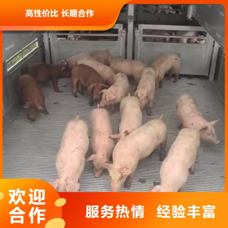 杭州到铜陵猪牛羊运输诚信二育运输