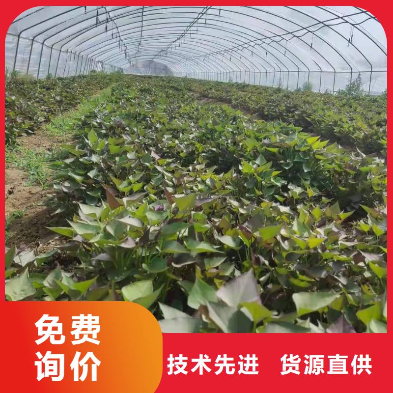 紫薯苗-羽衣甘蓝粉一对一为您服务源头厂家经验丰富