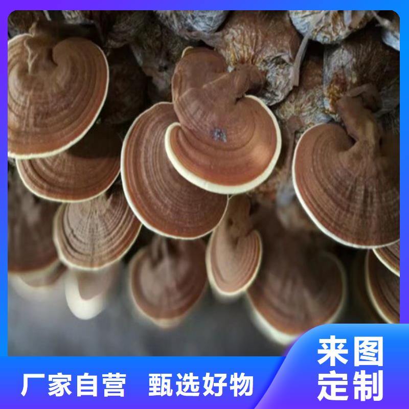 做灵芝孢子粉的厂家当地品牌