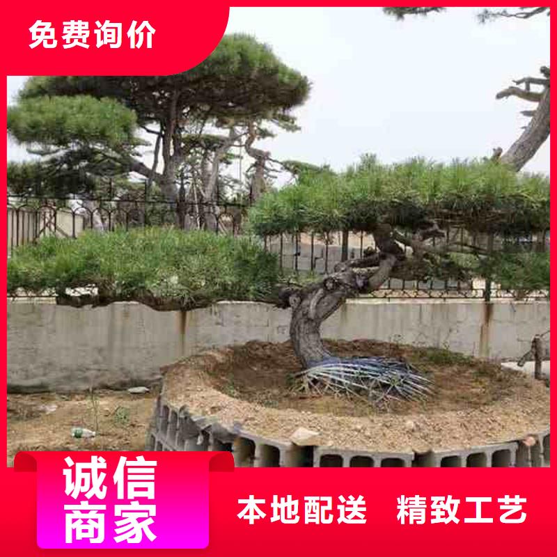 【造型松】盆景严格把控每一处细节产品参数