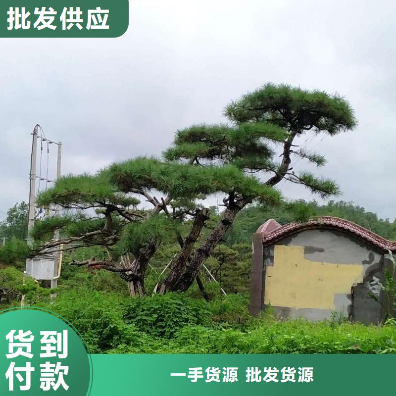 造型松平顶松库存量大规格型号全