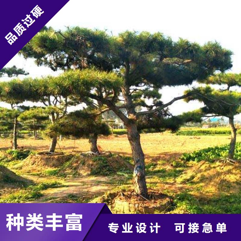 ​【造型松】,造型松基地厂家工艺先进原厂制造