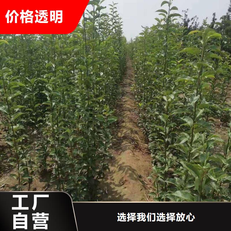 梨十四号桃树苗好产品有口碑实地大厂