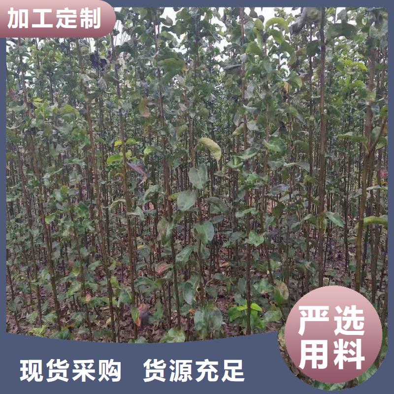 【梨梨树苗基地大量现货供应】当地制造商