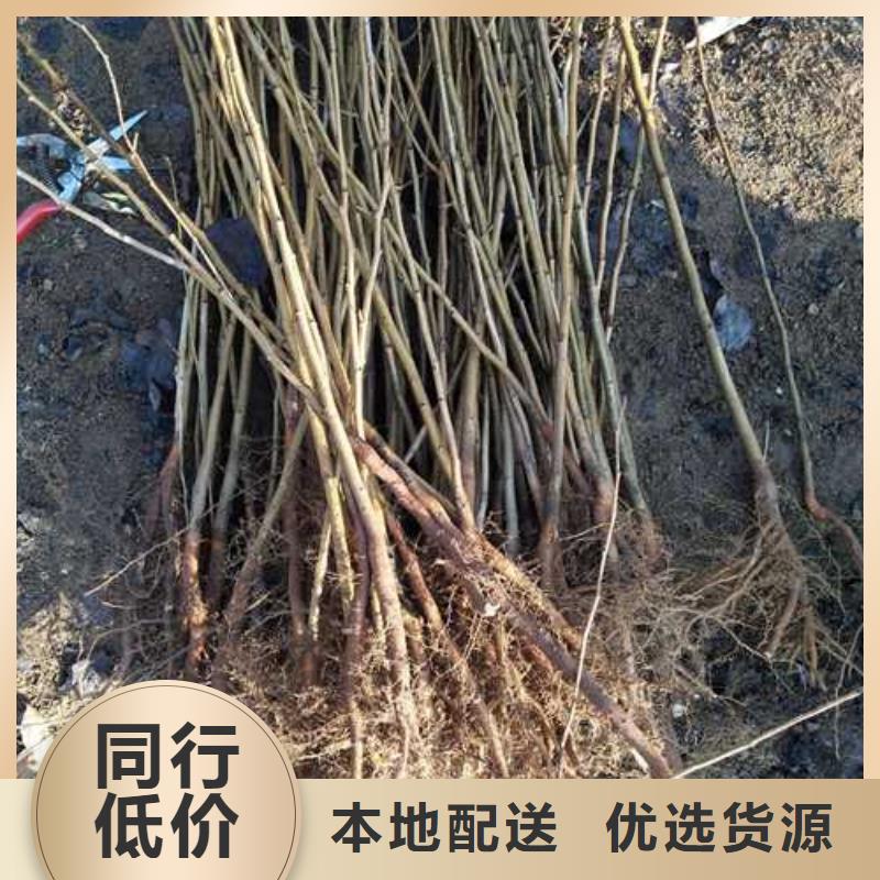 【杜梨,毛桃苗大厂生产品质】源头厂家