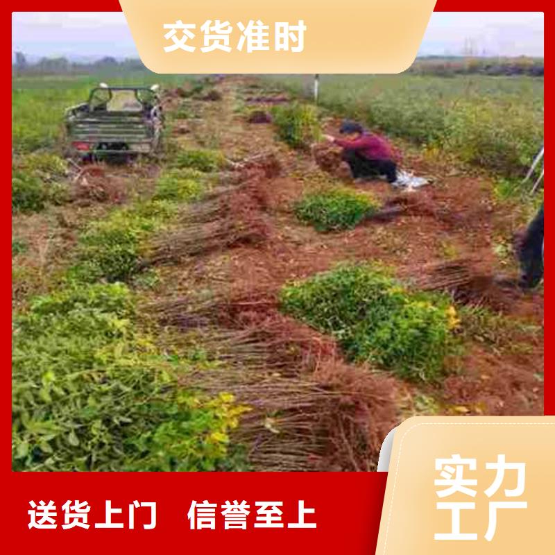 【杜梨_梨树苗基地好厂家有担当】按需定制