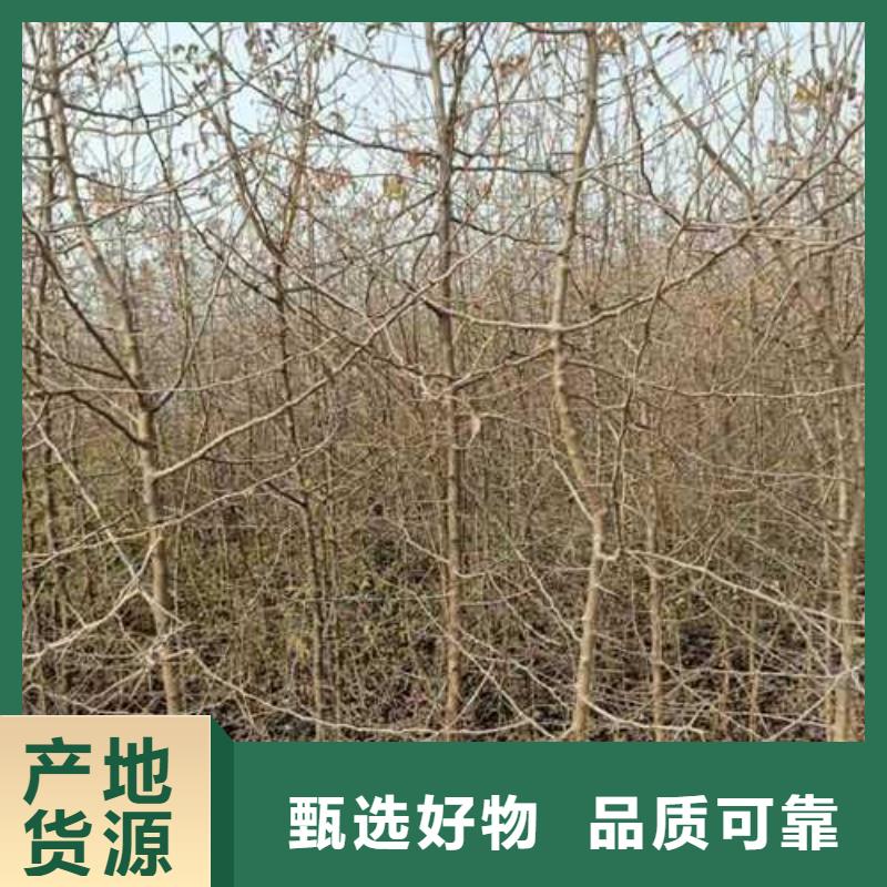 杜梨_瑞蟠101桃树苗工厂自营精工打造