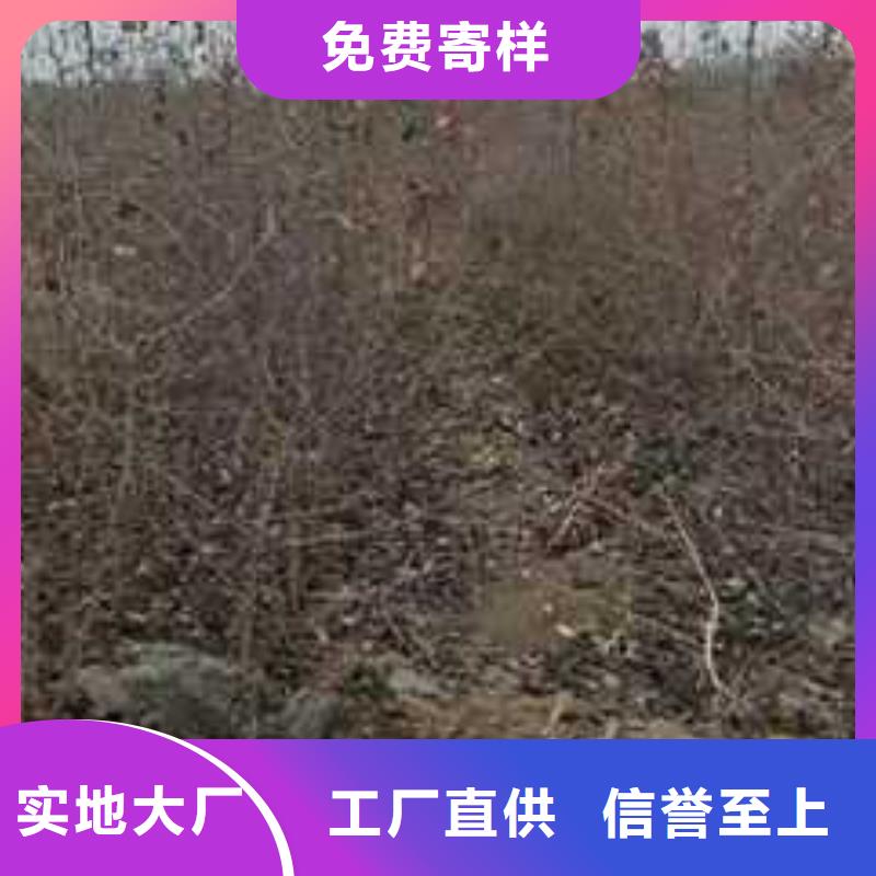 【杜梨秋月梨树苗海量现货】同城货源