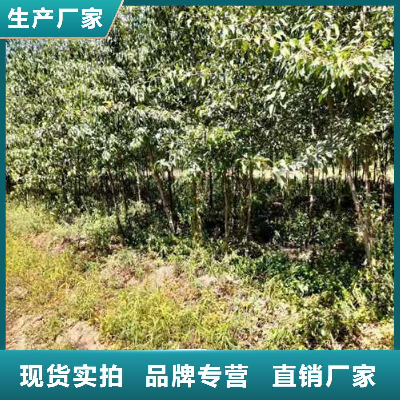 杜梨瑞蟠101桃树苗厂家直销供货稳定同城服务商