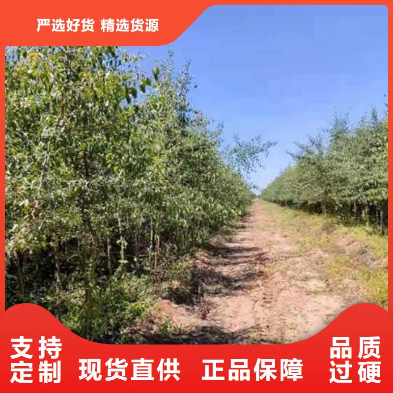 【杜梨梨树苗基地货源稳定】附近经销商