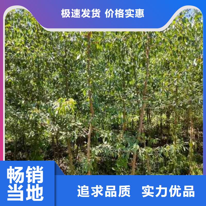 【杜梨】杜梨苗供货及时适用场景