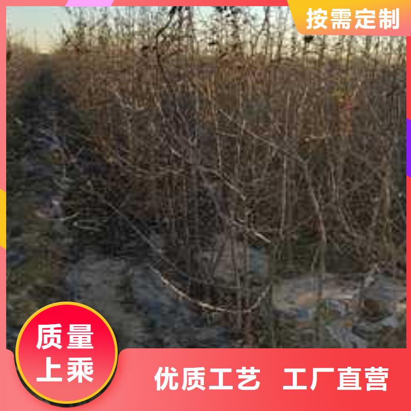 杜梨-梨树苗基地买的放心您想要的我们都有