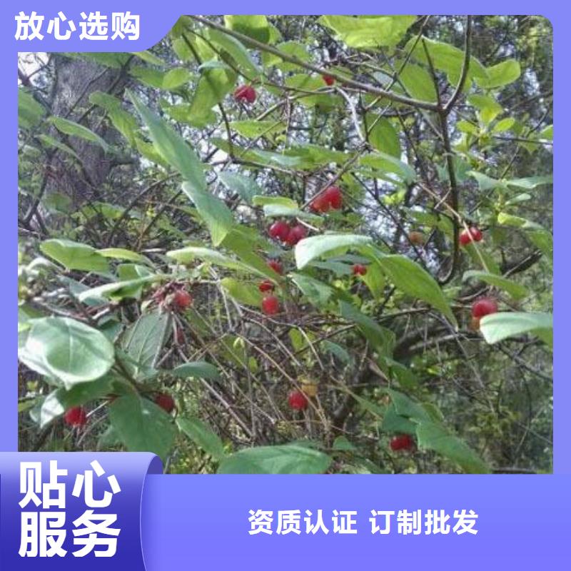 杈杷果-【苹果苗】自产自销同城公司