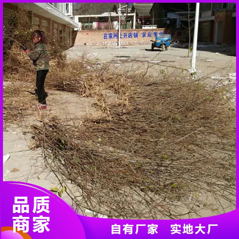 杈杷果,【苹果苗】专业厂家一站式服务