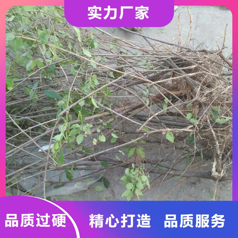 杈杷果石榴树免费回电当地品牌