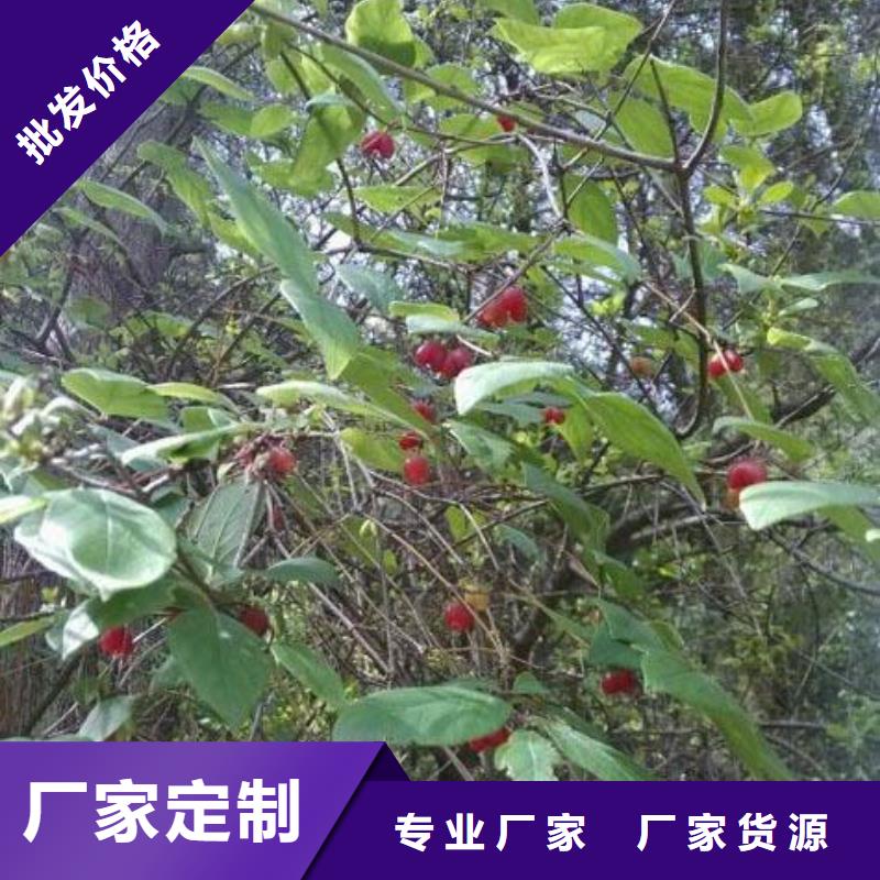 杈杷果【樱桃苗】认准大品牌厂家附近公司