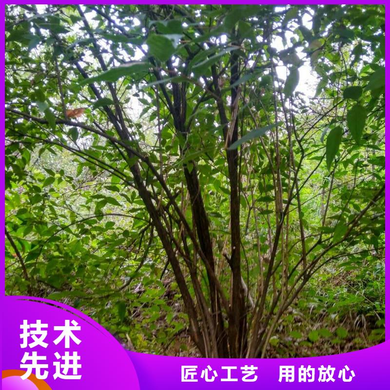 杈杷果-无花果苗懂您所需同城公司