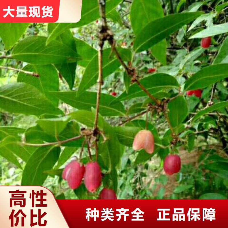 杈杷果-杏树苗根据要求定制本地品牌