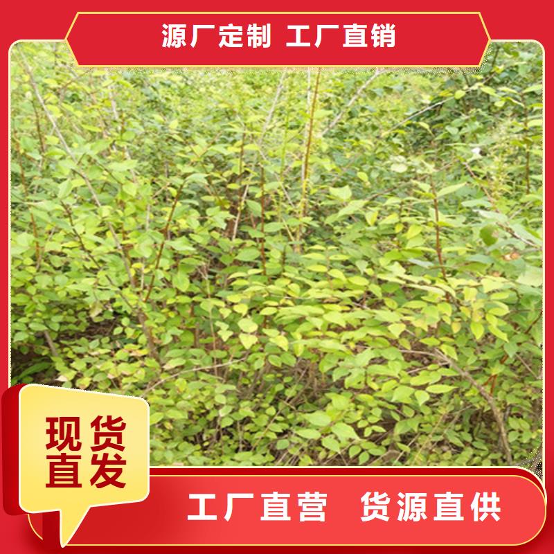 杈杷果苹果苗标准工艺厂家直销大量现货