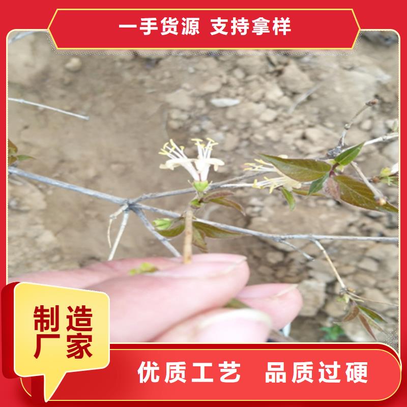 杈杷果苹果苗送货上门来电咨询