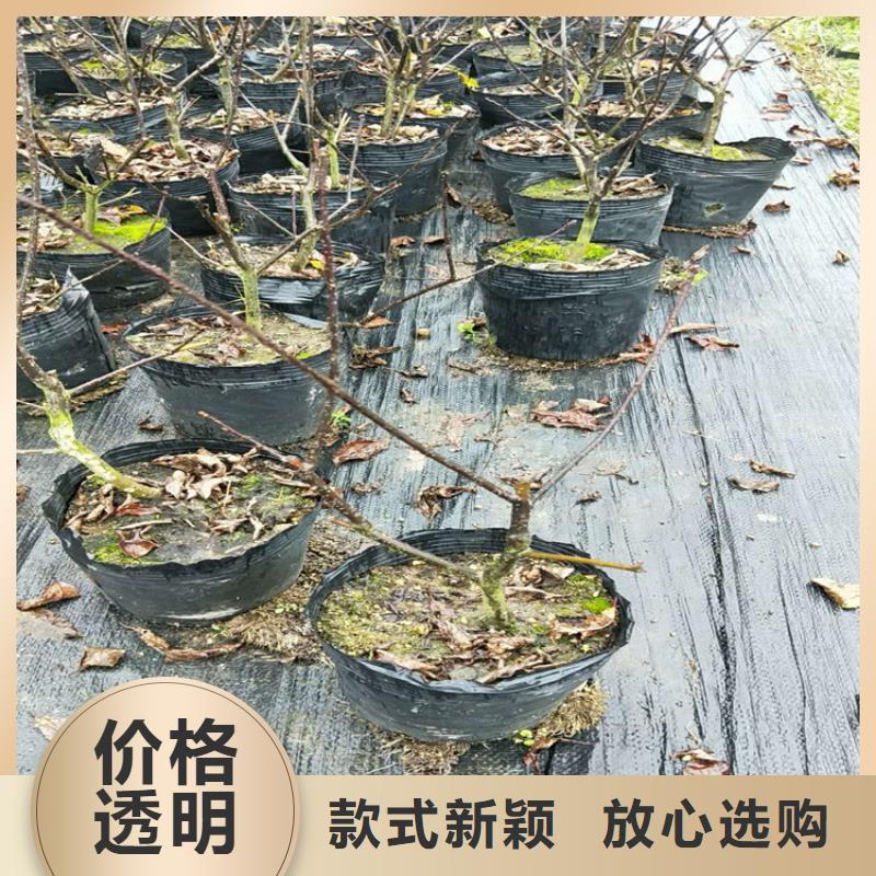 北美冬青葡萄苗拥有多家成功案例实体厂家大量现货