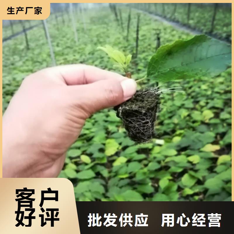 【北美冬青樱桃苗好品质售后无忧】匠心制造