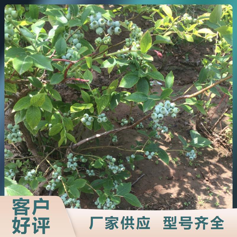 蓝莓苗-红石榴苗基地专注生产N年严选用料