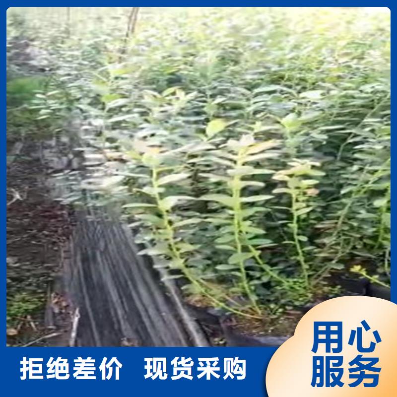 【蓝莓苗】_樱桃苗价格实在严格把关质量放心