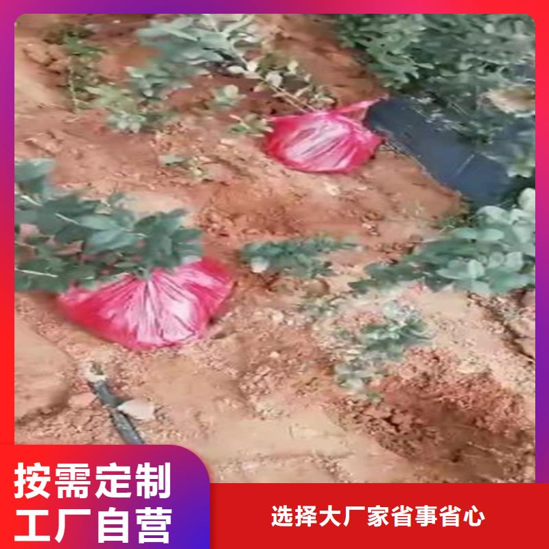 蓝莓苗_【草莓苗】大厂家实力看得见厂家售后完善